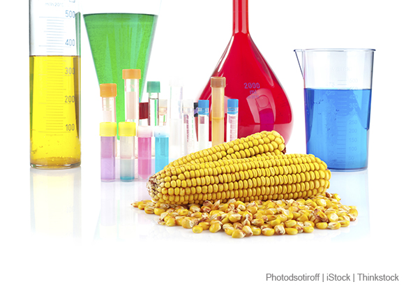 A photo shows laboratory glassware behind two ears of corn
