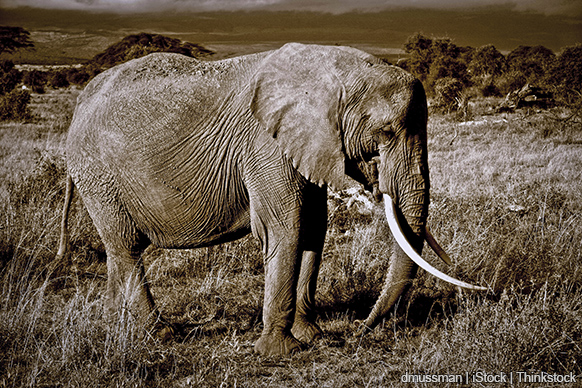A photo shows an African elephant with large tusks