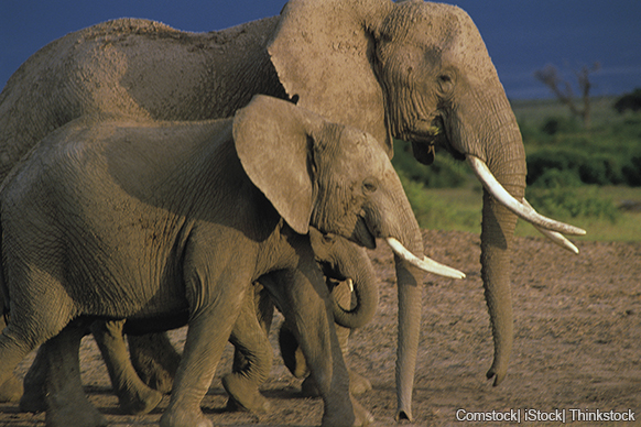 A photo shows an African elephant walking with her young