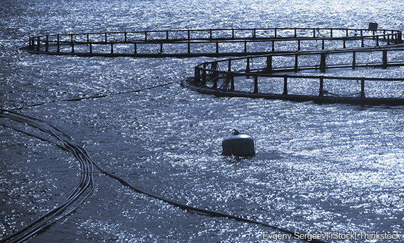 A photo shows an outdoor fish farm with large round water tanks