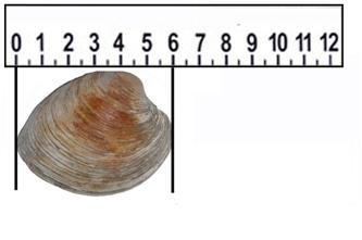 The image shows a 12-inch ruler measuring the width of a clam shell. The shell measures six inches wide.