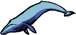 The image shows an illustration of a humpback whale.